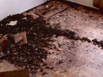 Floor covered in animal waste before biohazard cleaning