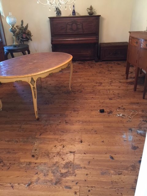 Animal waste on hardwood floor before cleaning
